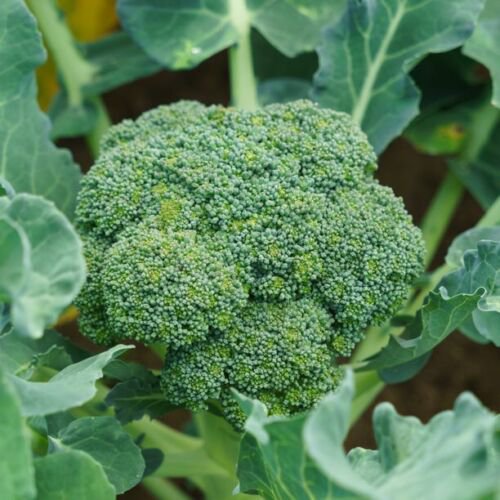 12+ Seeds Broccoi Seed: Green Sprouting Broccoli edlcy (Seeds)