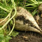 400+ Seeds Beet Seed: Sugar Beet edlcy (Seeds)