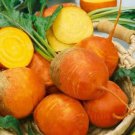 400+ Seeds Beet Seed: Golden Detroit Beet edlcy (Seeds)