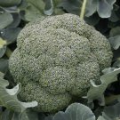 12+ Seeds Broccoli Seed: Godzilla Broccoli edlcy (Seeds)