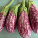 12+ Seeds Eggplant Seed: Shooting Star Eggplant edlcy (Seeds)
