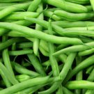 50+ Seeds Green Bean Seed: Momentum Green Bean edlcy (Seeds)