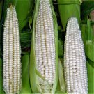 50+ Seeds Sweet Corn Seed: Stowell's Evergreen Sweet Corn OPEN Pollinated edlcy (Seeds) 50+ Seeds Sweet Corn Seed: Stowell's Evergreen Sweet Corn OPEN Pollinated edlcy (Seeds)