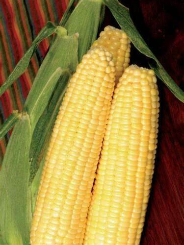 50+ Seeds Sweet Corn Seed: Cafe Sweet Corn edlcy (Seeds)
