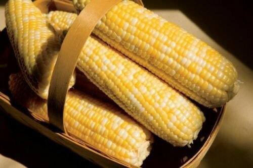 50+ Seeds Sweet Corn Seed: Catalyst XR Sweet Corn edlcy (Seeds)