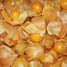 250+ Seeds Ground Cherry Seed edlcy (Seeds)