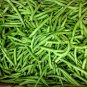 100+ Seeds Green Bean Seeds: Blue Lake Bush Green Bean edlcy (Seeds)