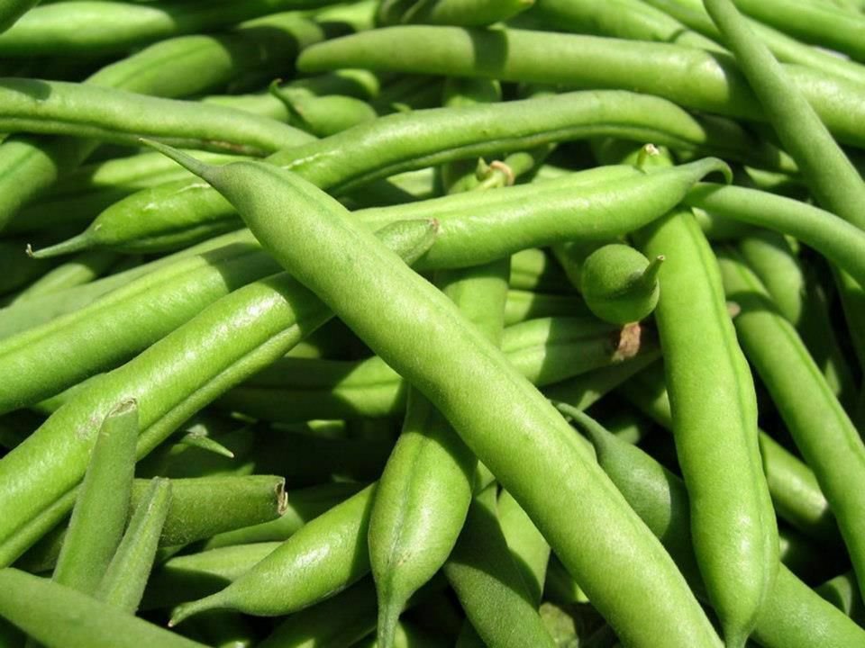 50+ Seeds Green Bean Seeds: Landreth Stringless Green Beans edlcy (Seeds)