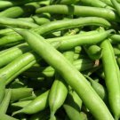 50+ Seeds Green Bean Seeds: Landreth Stringless Green Beans edlcy (Seeds)