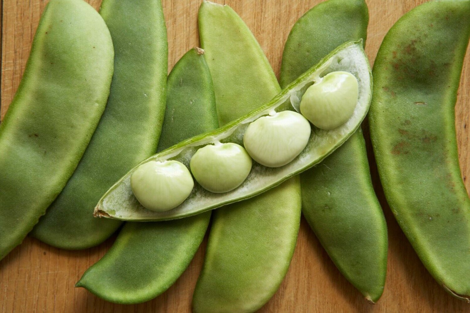 25+ Seeds Lima Bean Seeds: Fordhook Lima Bean edlcy (Seeds)