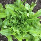 600+ Seeds Lettuce Seed: Oakleaf Lettuce edlcy (Seeds)