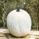 12+ Seeds Pumpkin Seeds: Cotton Candy Pumpkin edlcy (Seeds)