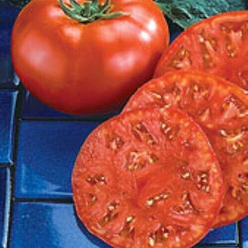 12+ Seeds Tomato seeds: Beefmaster Tomato edlcy (Seeds)