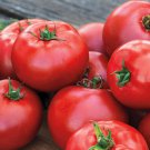 12+ Seeds Tomato Seeds: Better Boy tomato edlcy (Seeds)
