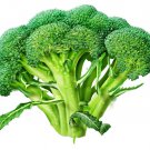 25+ Seeds Broccoli Seed: Marathon Broccoli edlcy (Seeds)