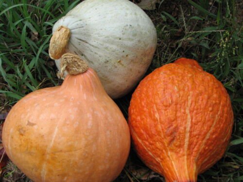 12+ Seeds Squash Seed: Hubbard Squash mixture edlcy (Seeds)