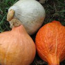 12+ Seeds Squash Seed: Hubbard Squash mixture edlcy (Seeds)