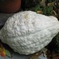 12+ Seeds Squash Seed: Hubbard Squash mixture edlcy (Seeds)