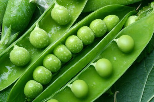 100+ Seeds Pea Seed: Green Arrow Pea edlcy (Seeds)