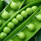 100+ Seeds Pea Seed: Green Arrow Pea edlcy (Seeds)