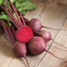 600+ Seeds Beet Seed: Ruby Queen Beet Seed edlcy (Seeds)