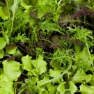 650+ Seeds Lettuce Seed: Lettuce Mixture edlcy (Seeds)