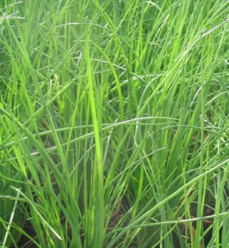 250+ Seeds Chive Seeds: Garlic Chive edlcy (Seeds)