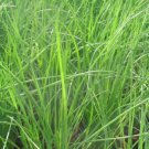 250+ Seeds Chive Seeds: Garlic Chive edlcy (Seeds)