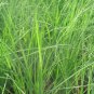 250+ Seeds Chive Seeds: Garlic Chive edlcy (Seeds)