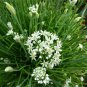 250+ Seeds Chive Seeds: Garlic Chive edlcy (Seeds)
