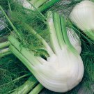100+ Seeds Herb Seed: Florence Fennel edlcy (Seeds)