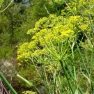 100+ Seeds Herb Seed:Sweet Fennel Seeds edlcy (Seeds)