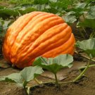 12+ Seeds Pumpkin Seed:Grower's Giant Pumpkin edlcy (Seeds)