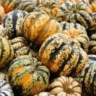 12+ Seeds Squash Seed:Celebration Squash edlcy (Seeds)