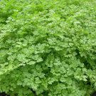 250+ Seeds Herb Seed: Curled Chervil edlcy (Seeds)
