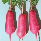 600+ Seeds Radish Seed: Pink Summercicle Radish edlcy (Seeds)