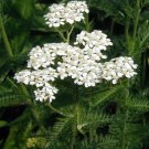 250+ Seed Herb Seed: Yarrow Seeds edlcy (Seeds)