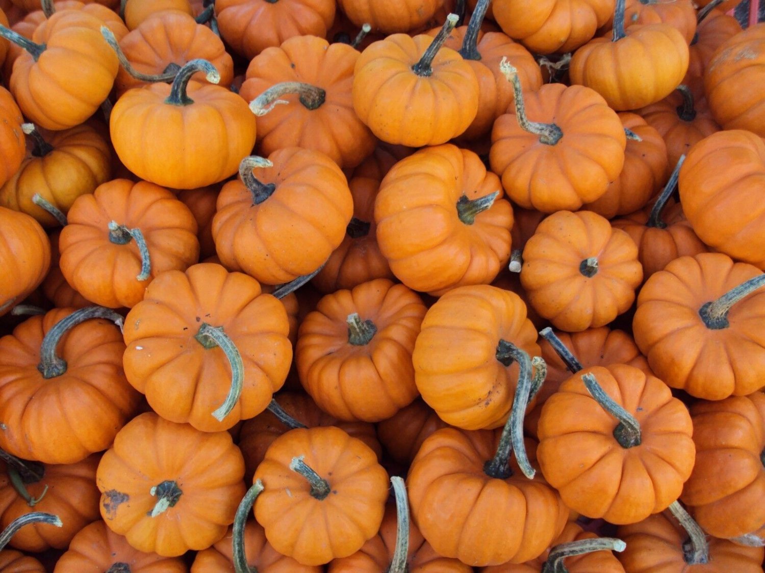 12+ Seeds Pumpkin Seed: Jack Be Little Pumpkin edlcy (Seeds)