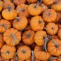 12+ Seeds Pumpkin Seed: Jack Be Little Pumpkin edlcy (Seeds)