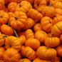 12+ Seeds Pumpkin Seed: Jack Be Little Pumpkin edlcy (Seeds)