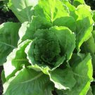 650+ Seeds Lettuce Seed: Vivian Romaine Lettuce edlcy (Seeds)