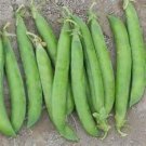 100+ Seeds Pea Seed: Maestro Pea edlcy (Seeds)