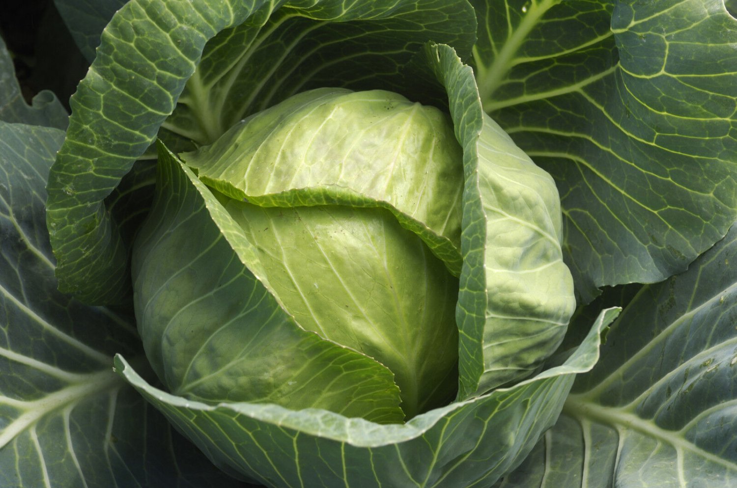 200+ Seeds Cabbage Seed: Late Flat Dutch Cabbage edlcy (Seeds)