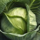 200+ Seeds Cabbage Seed: Late Flat Dutch Cabbage edlcy (Seeds)