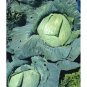 200+ Seeds Cabbage Seed: Late Flat Dutch Cabbage edlcy (Seeds)