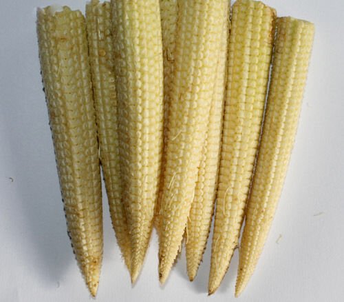 50+ Seeds Sweet Corn Seed: Mini Sweet Sweet Corn edlcy (Seeds)