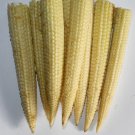 50+ Seeds Sweet Corn Seed: Mini Sweet Sweet Corn edlcy (Seeds)