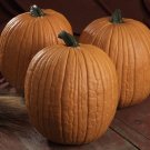 12+ Seeds Pumpkin Seed: Mr. Wrinkles Pumpkin edlcy (Seeds)
