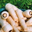 250+ Seeds Parsnip Seeds: Harris Model Parsnip edlcy (Seeds)