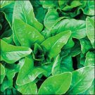 650+ Seeds Lettuce Seed:Amish Deer Tongue Lettuce edlcy (Seeds)